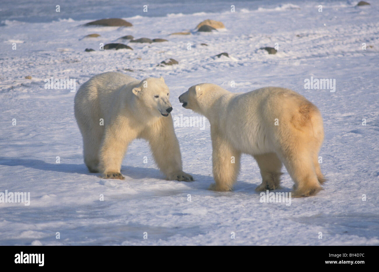 L'ours polaire (Ursus maritimus) deux jeunes hommes jouer-combats - Churchill - Manitoba - Canada Banque D'Images