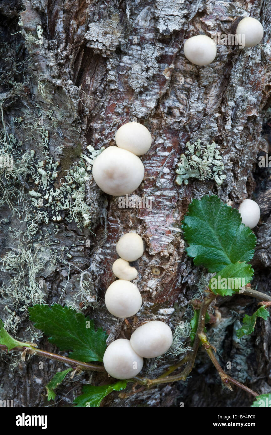 Lio Lio, Pan de Indio, pain indien (Cyttaria darwinii) champignon fruting chargé de Nothofagus antarctica trunk Tierra del Fuego Banque D'Images