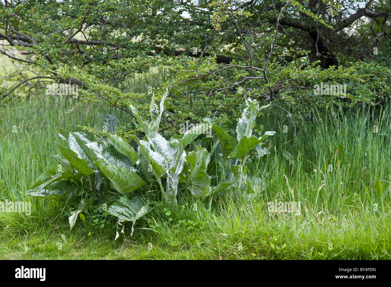 Les plantes poussent sur le côté du sentier Parque Nacional Tierra del Fuego à l'ouest d'Ushuaia Argentine Amérique du Sud Banque D'Images