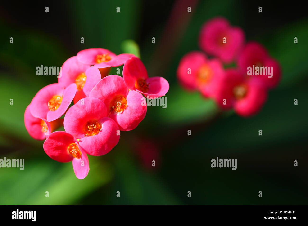 Usine de Christ (Euphorbia milii) Fleurs Banque D'Images