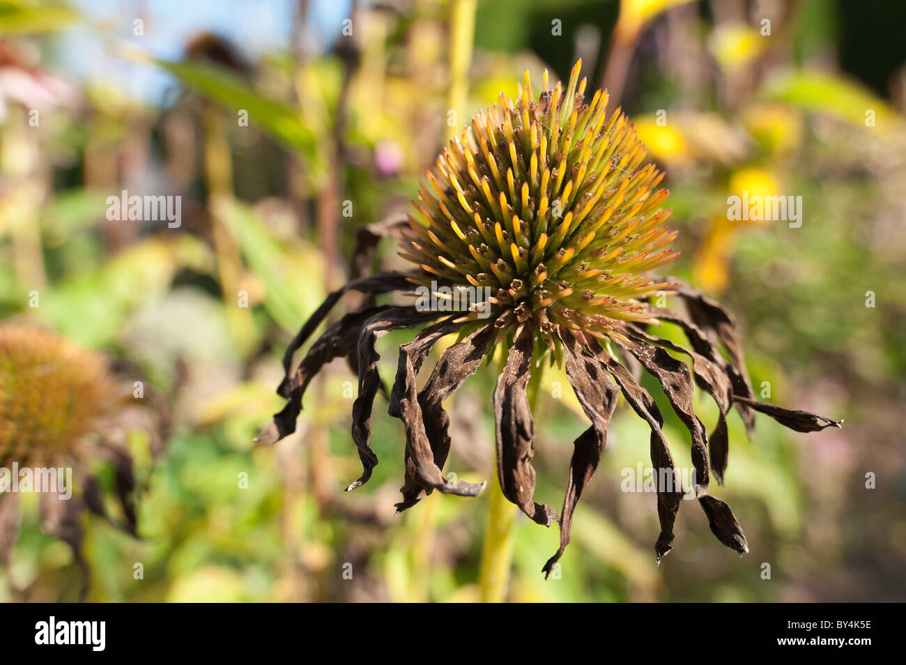 Rudbeckia laciniata 'Herbstsonne', Black Eyed Susan Automne Banque D'Images