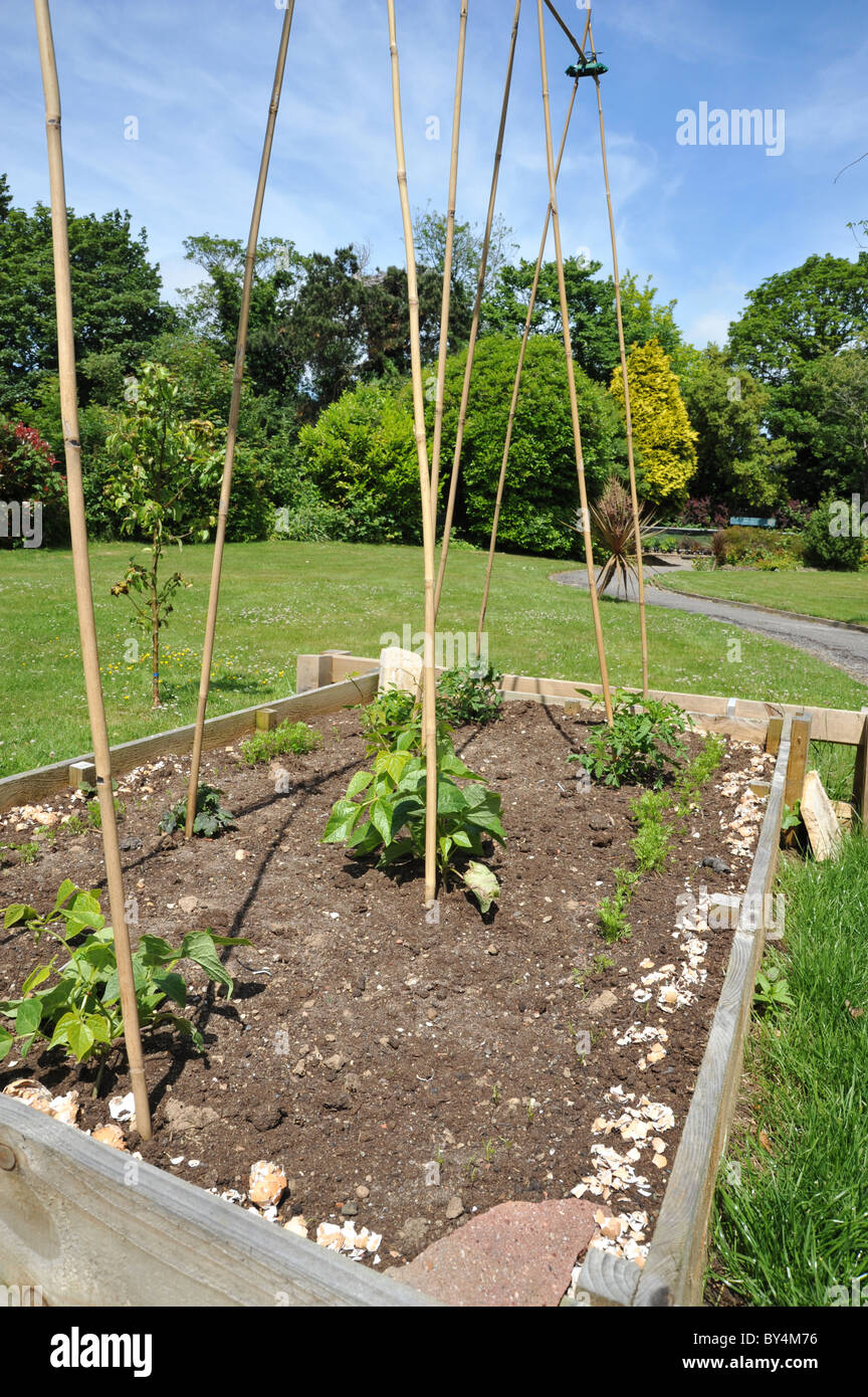 'École' Plantez votre propre lit de légumes verts plantés par les écoliers Banque D'Images