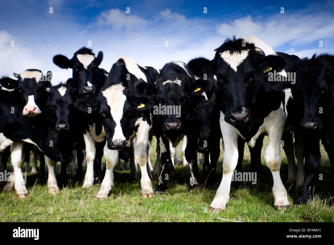 Ligne de vaches holstein friesian (), Dumfries et Galloway, Écosse Banque D'Images