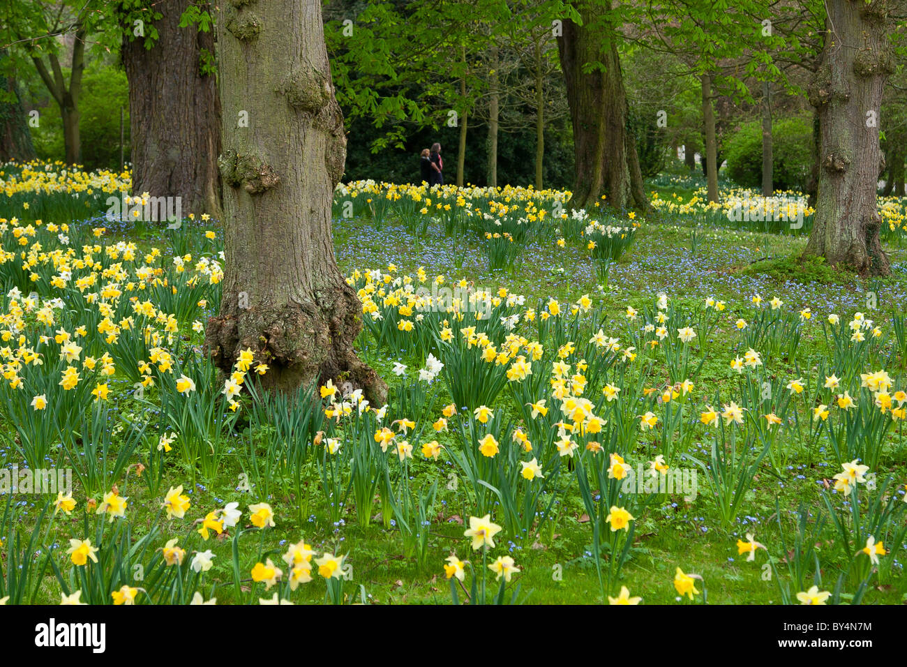 Les jonquilles au printemps bois Banque D'Images