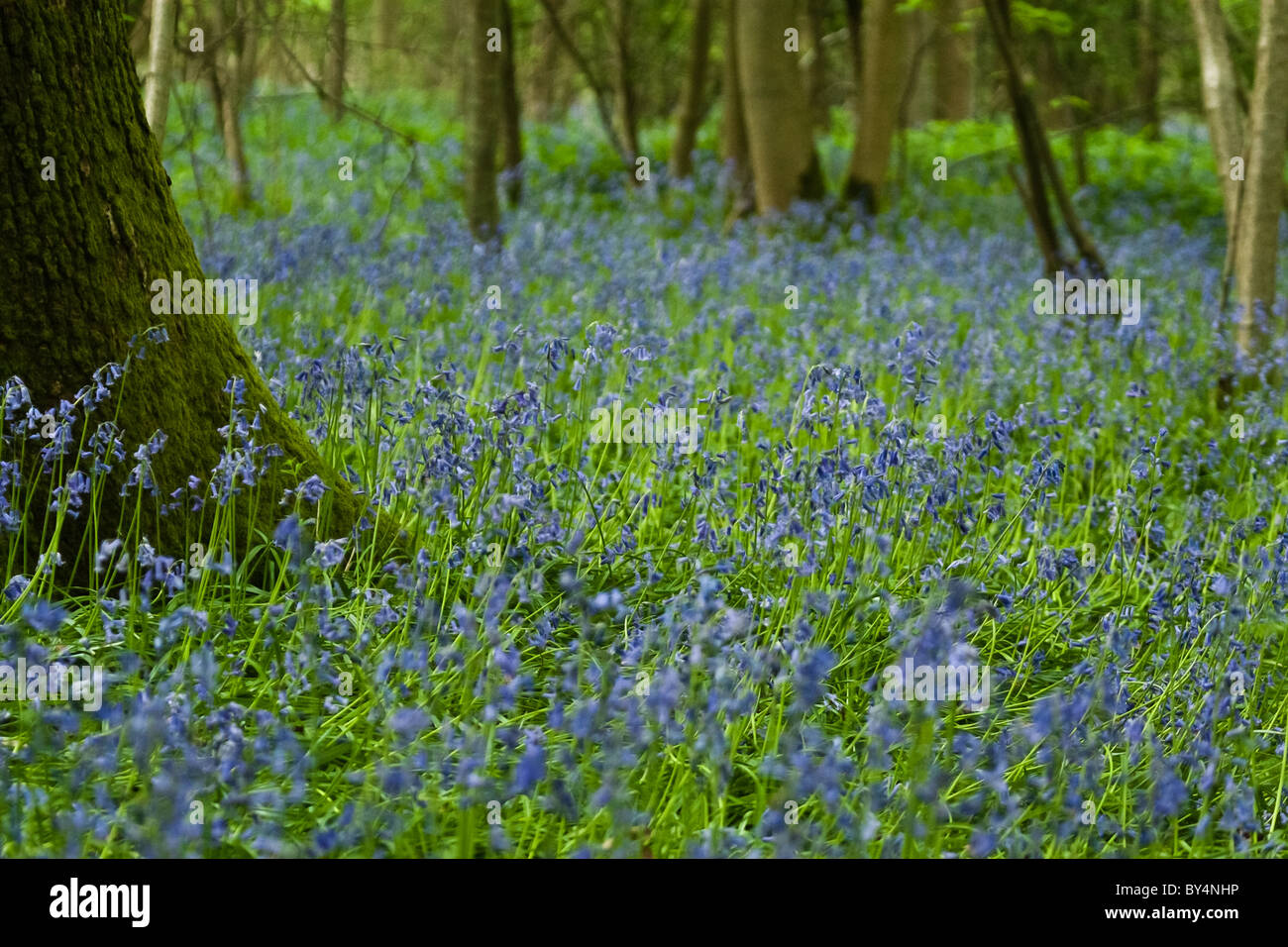 Bois Bluebell Banque D'Images