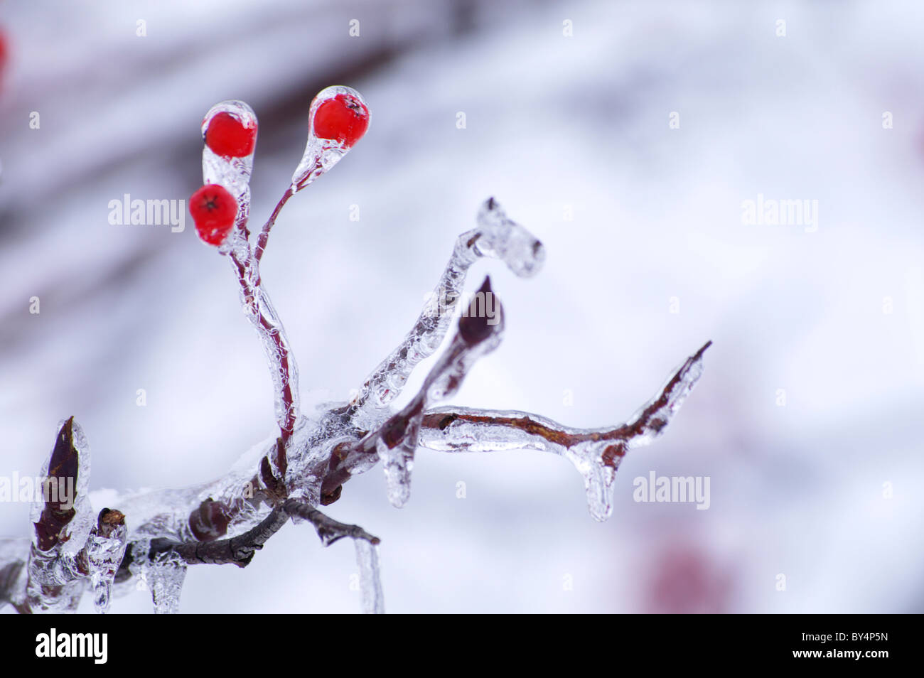 Les petits fruits et les Branches recouvertes de glace Banque D'Images