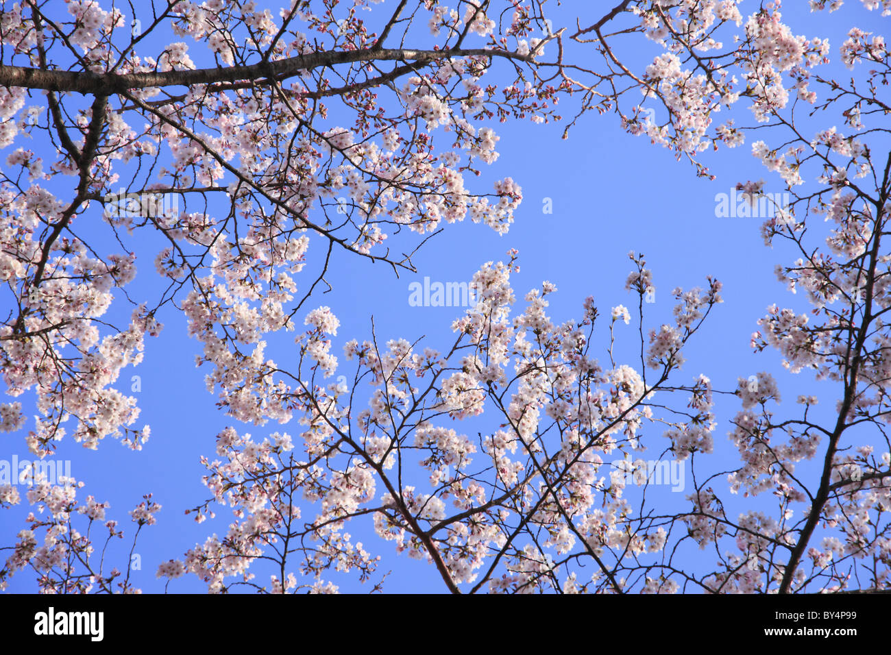 Cerisiers en fleurs sur fond de ciel bleu Banque D'Images