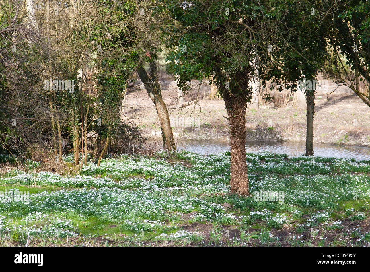 Fleurs Snowdrop Banque D'Images