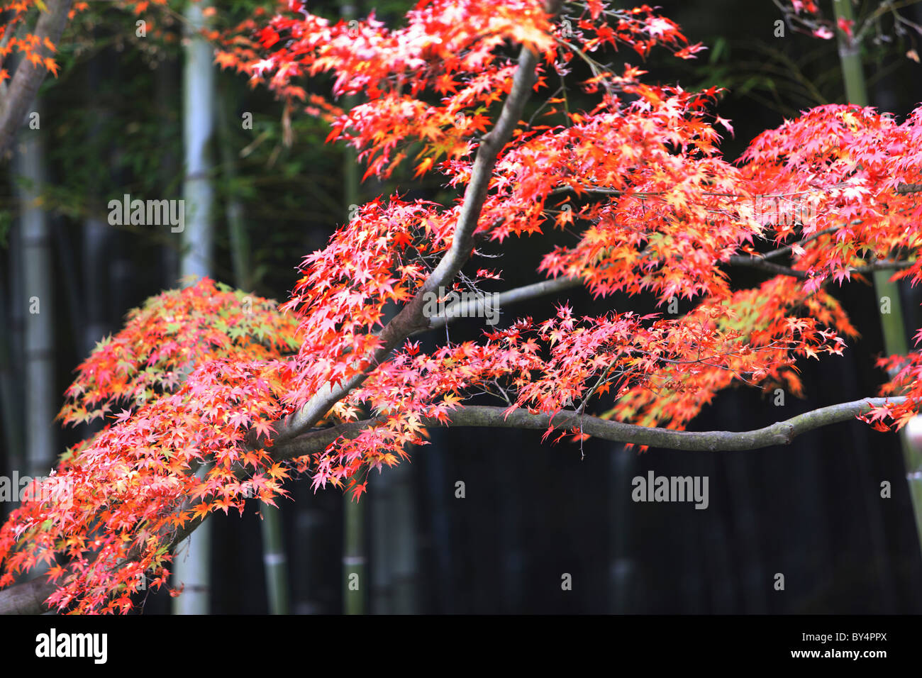 L'érable japonais en automne, Kyoto Prefecture, Honshu, Japan Banque D'Images