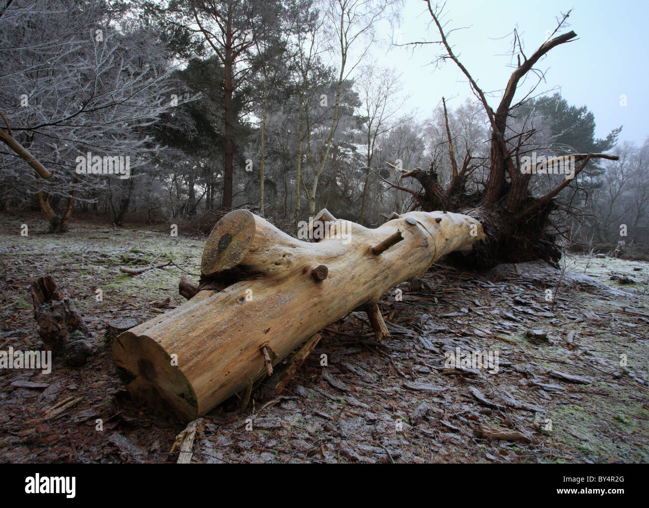 Un arbre tombé dans un bois sur un matin glacial. Banque D'Images
