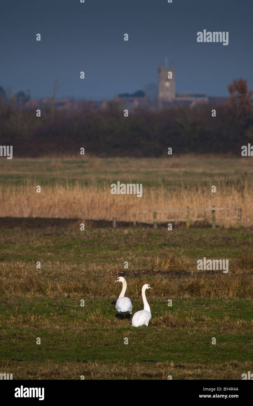 Deux cygnes marcher dans l'avant-plan d'une zone humide moor avec de hautes herbes et des lits de roseaux ; il y a une église du village en arrière-plan. Banque D'Images