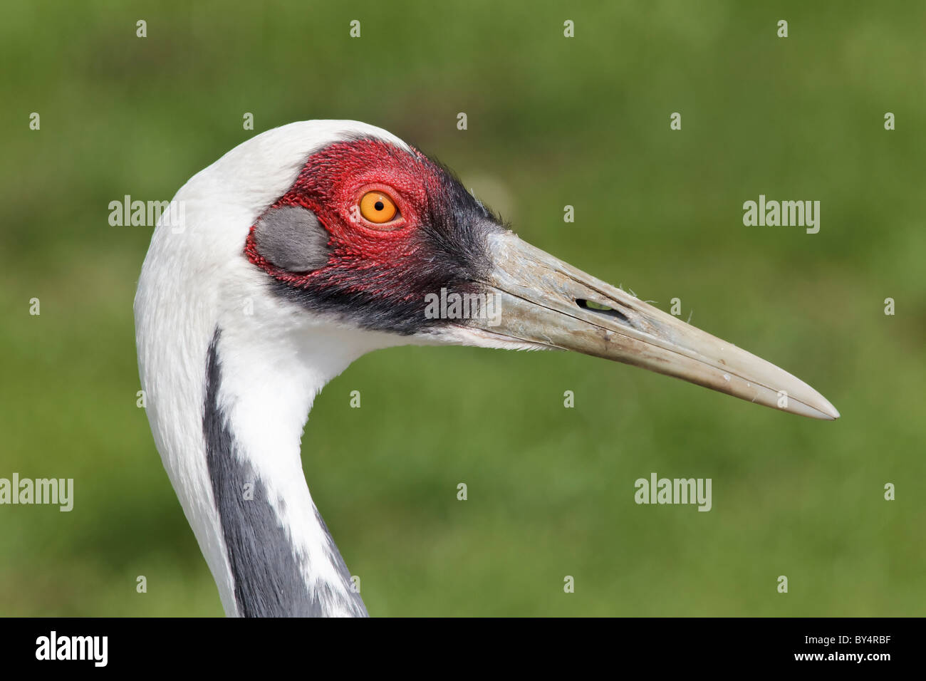 Les espèces rares et menacées de grue à cou blanc - White Crane Grus vipio cou - spécimens élevés en captivité - étude du visage Banque D'Images