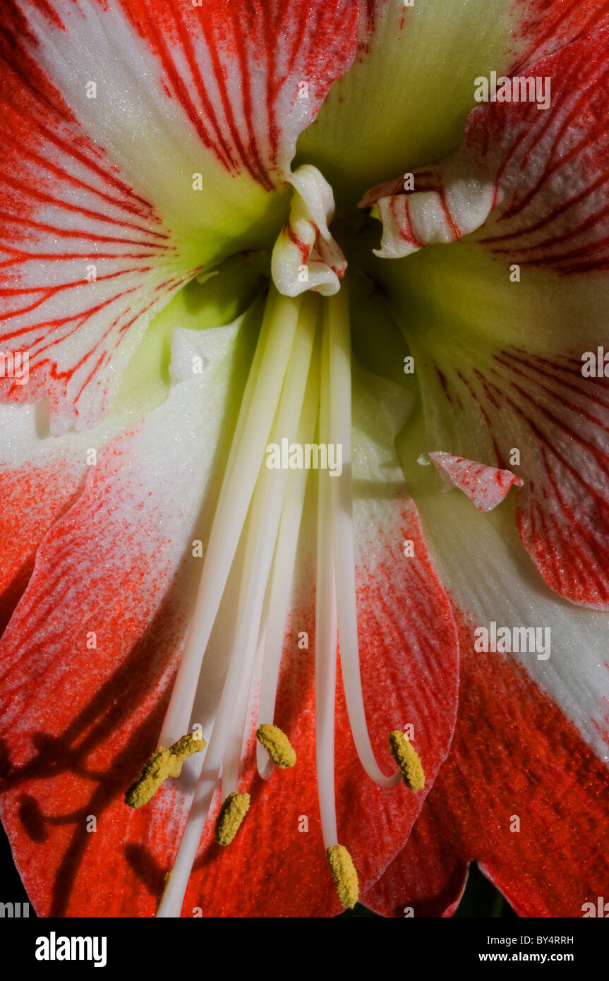 Fleurs de l'Amaryllis Banque D'Images