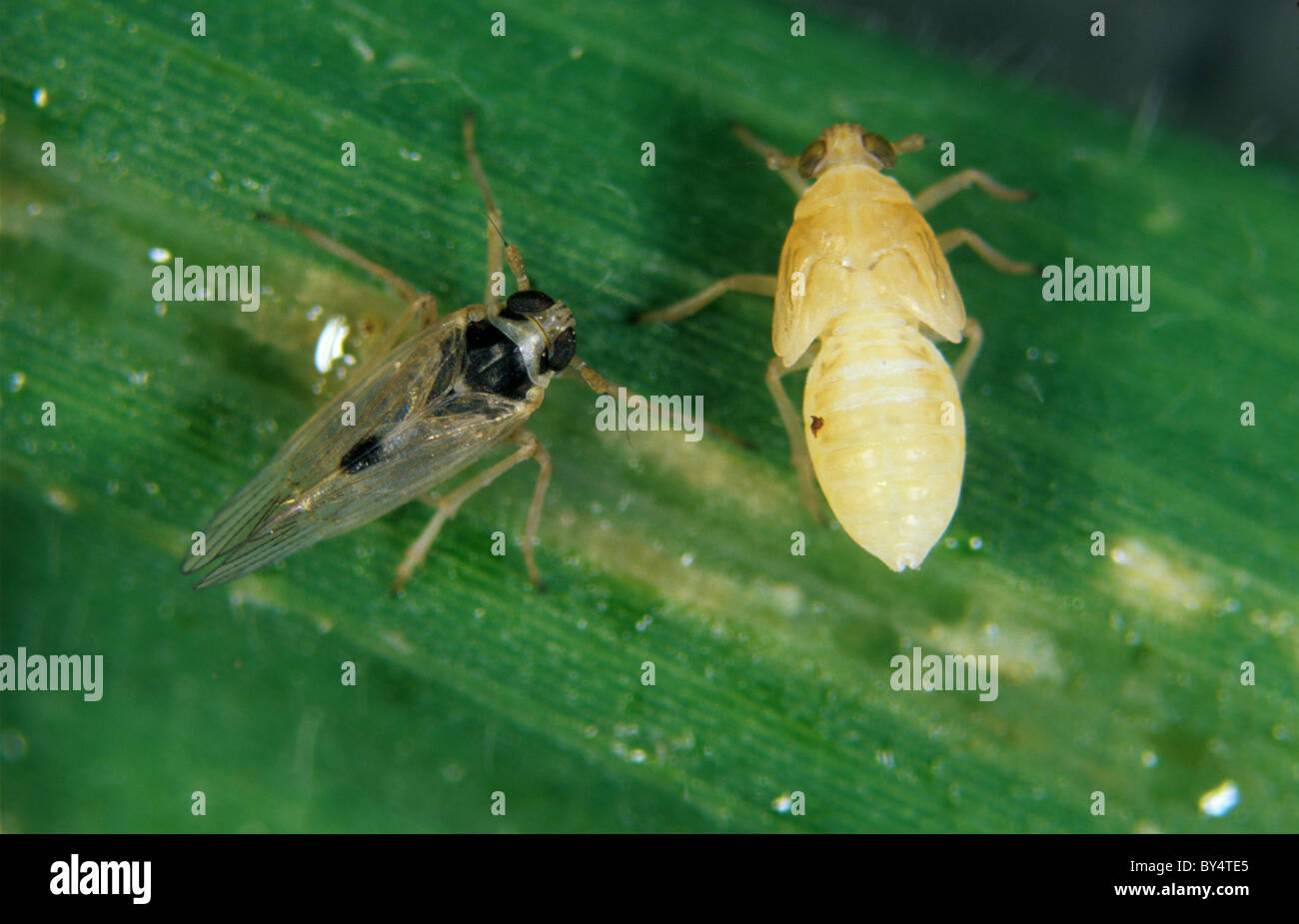 Petit Laodelphax striatellus cicadelle brune (ailé) nymphe et adulte sur plant de riz Banque D'Images