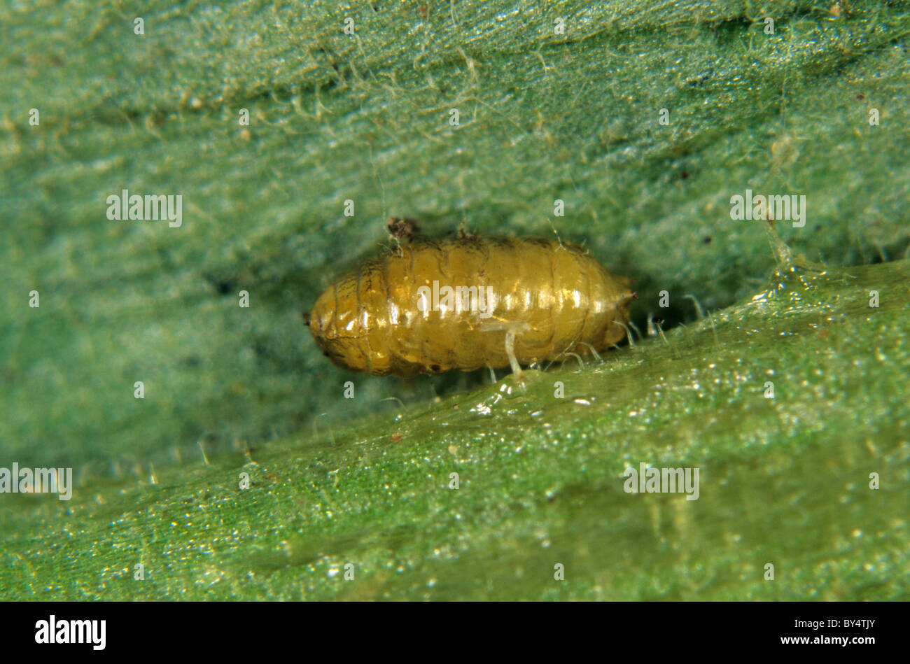 La pupa de la feuille de tomate est exposée à la feuille de cicadelle sud-américaine (Liriomyza huidobrensis) Banque D'Images