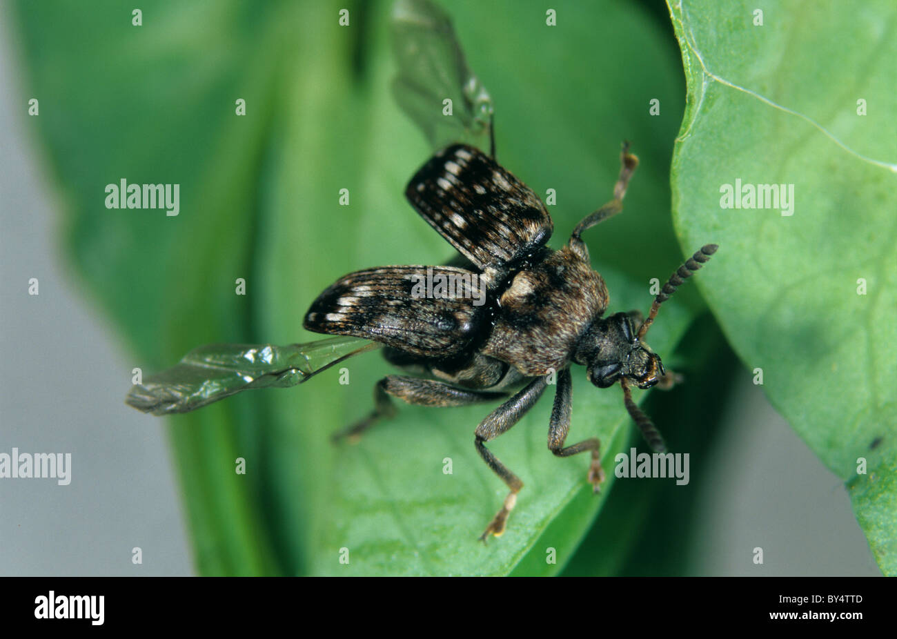 Pea seed beetle (Bruchus pisorum) des profils à propos de voler d'une feuille de pois Banque D'Images