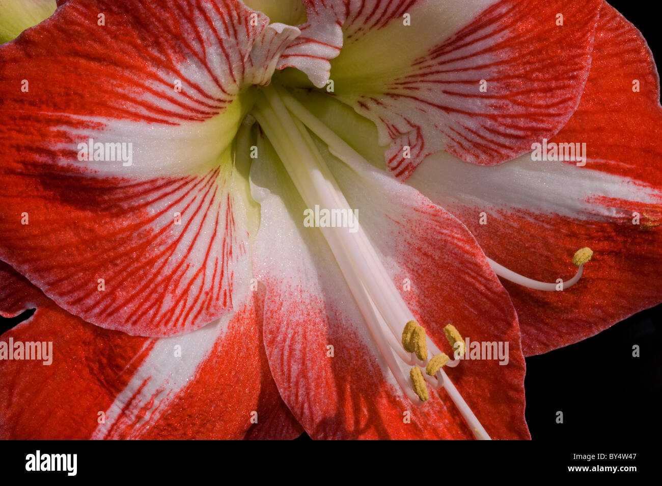 Fleurs de l'Amaryllis Banque D'Images