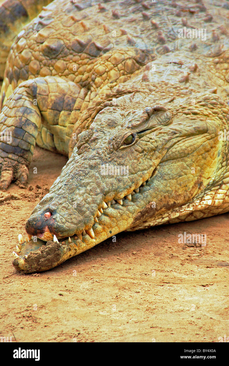 Close up of African crocodile, l'Est de Tsavo, au Kenya, l'Afrique Banque D'Images