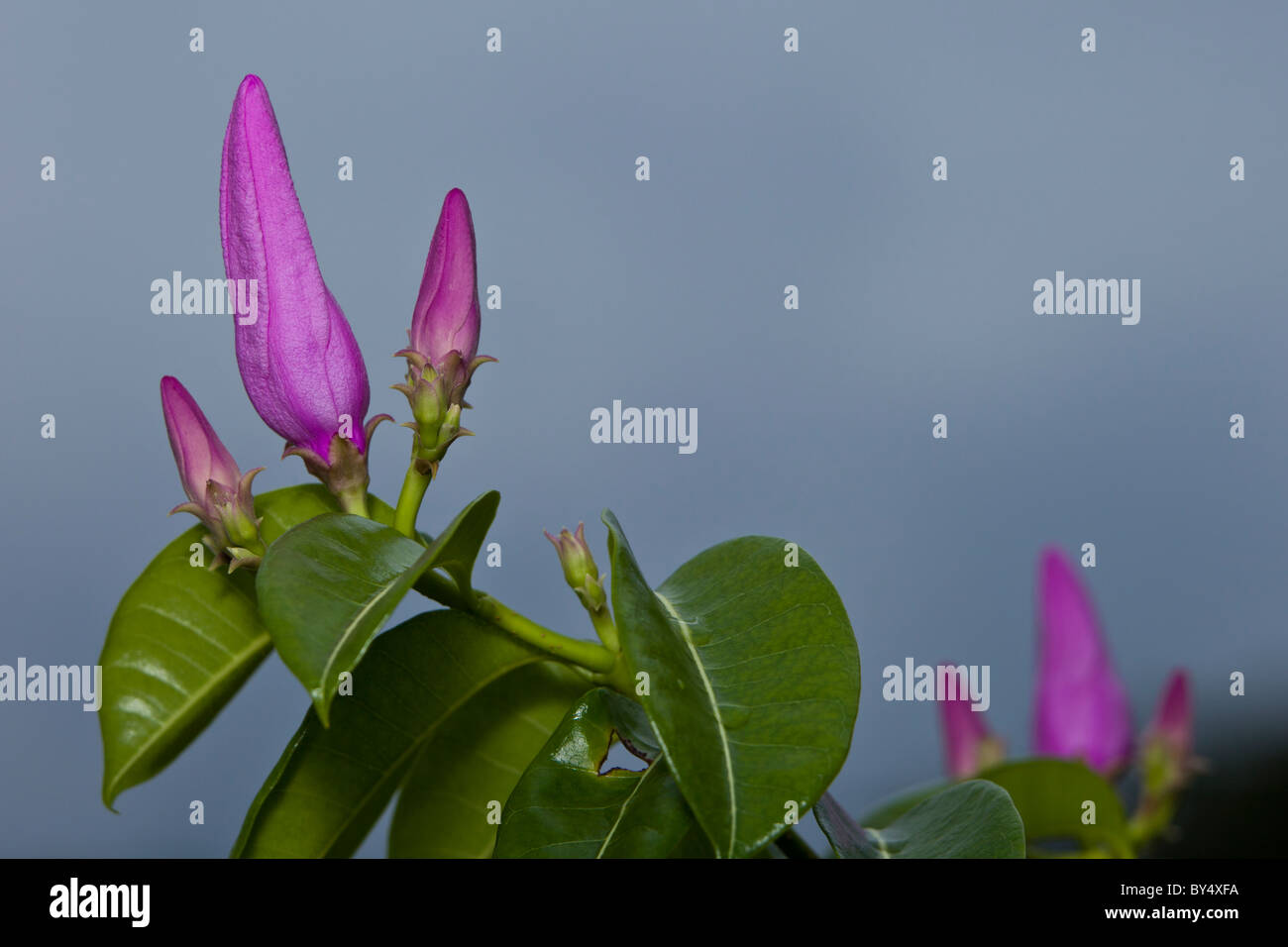 Bougainvillée violet Bougainvillea glabra) (boutons de fleurs à Playa del Coco, Péninsule de Nicoya, Guanacaste, Costa Rica. Banque D'Images