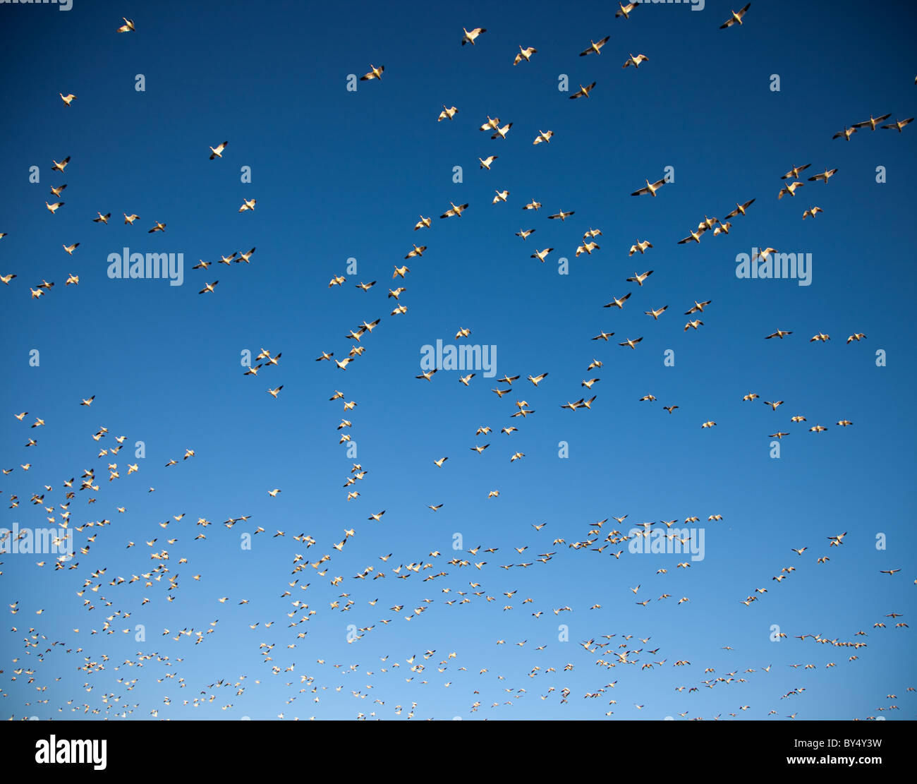 Des milliers d'oies des neiges à Chincoteague National Wildlife Refuge sur Assateague Island, Virginie, décoller simultanément. Banque D'Images