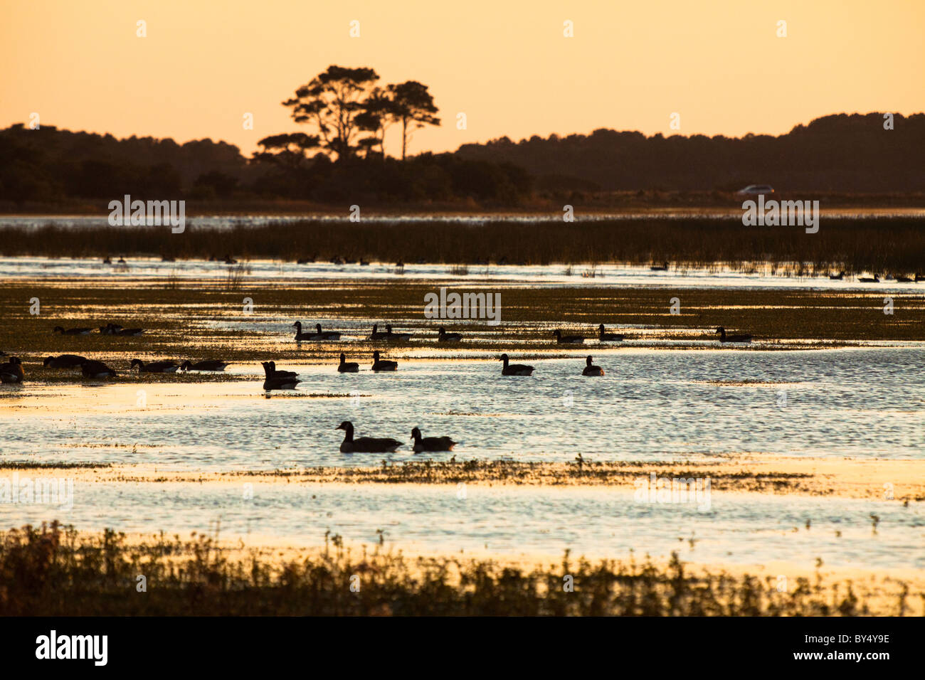 Au coucher du soleil, les canards et oies des neiges profitez des eaux de l'Chincoteague National Wildlife Refuge sur Assateague Island, en Virginie. Banque D'Images