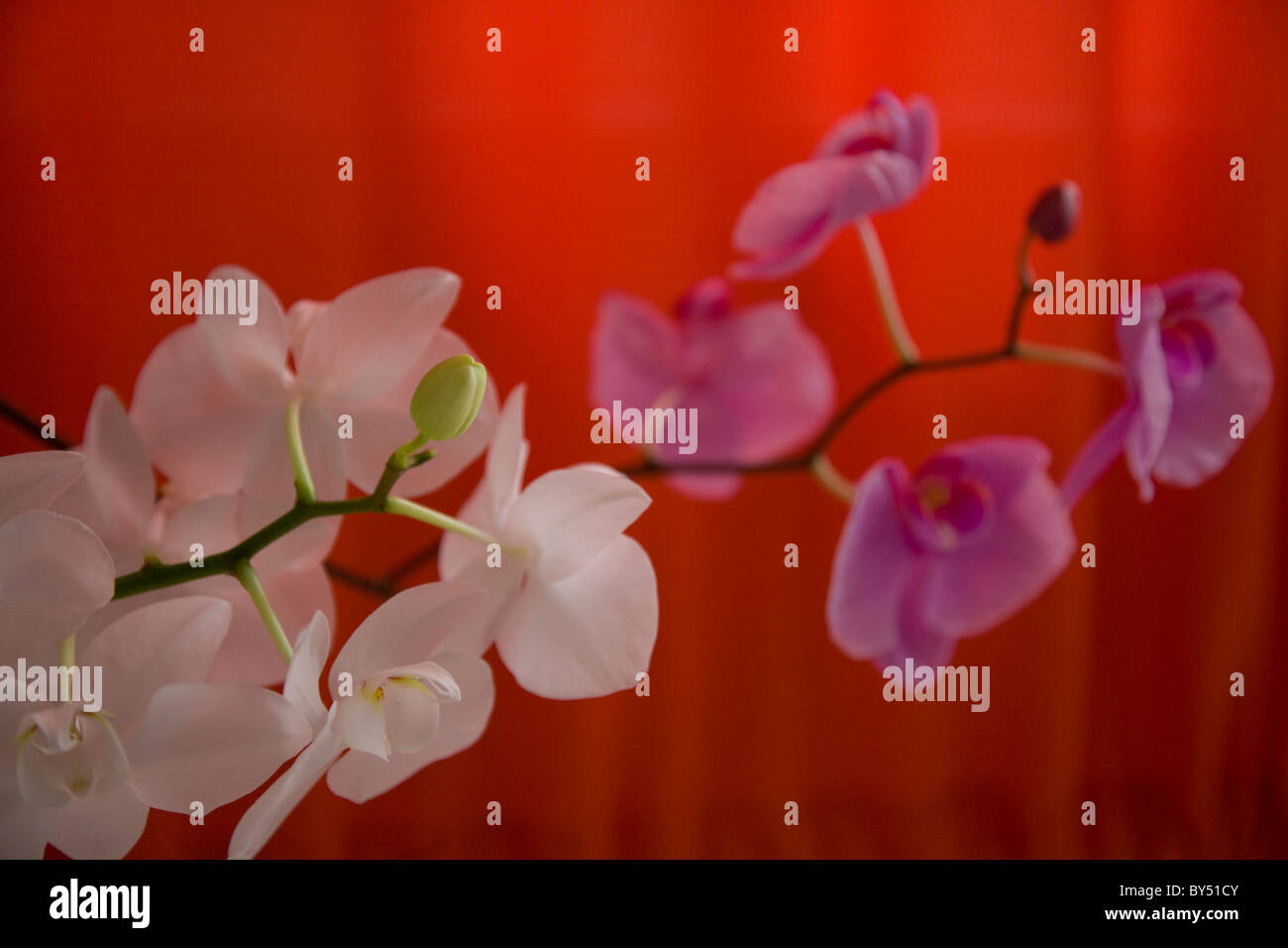 Bourgeons d'orchidées, white orchid, orchidée pourpre, fond orange, orchid blossoms, printemps Banque D'Images