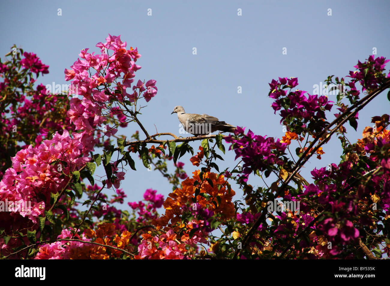 Dove sur branche avec fleurs violettes sur fond de ciel bleu Banque D'Images