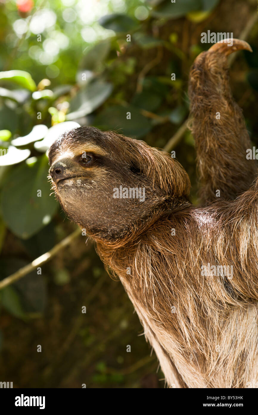 Femme à gorge brune trois-toed Sloth (Bradypus variegatus) escalade un arbre à Puerto Viejo de Talamanca, Costa Rica. Banque D'Images