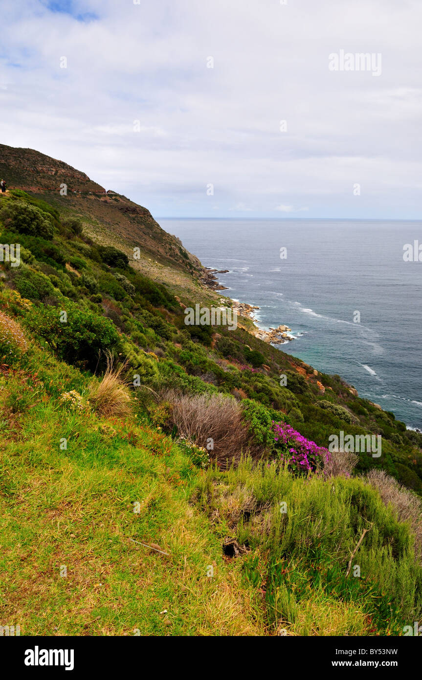 Fleurs sauvages le long de la côte rocheuse. Cape Town, Afrique du Sud. Banque D'Images
