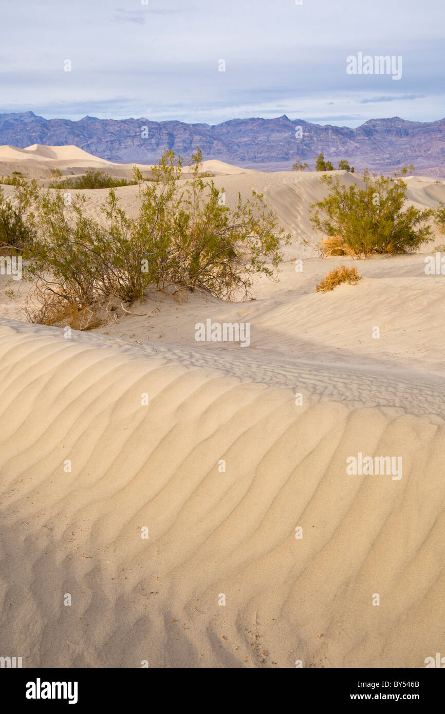 L'ondulation du sable avec des buissons de créosote, Larrea tridentata, au Mesquite Flat dunes de sable, la Death Valley, Californie, États-Unis. Banque D'Images
