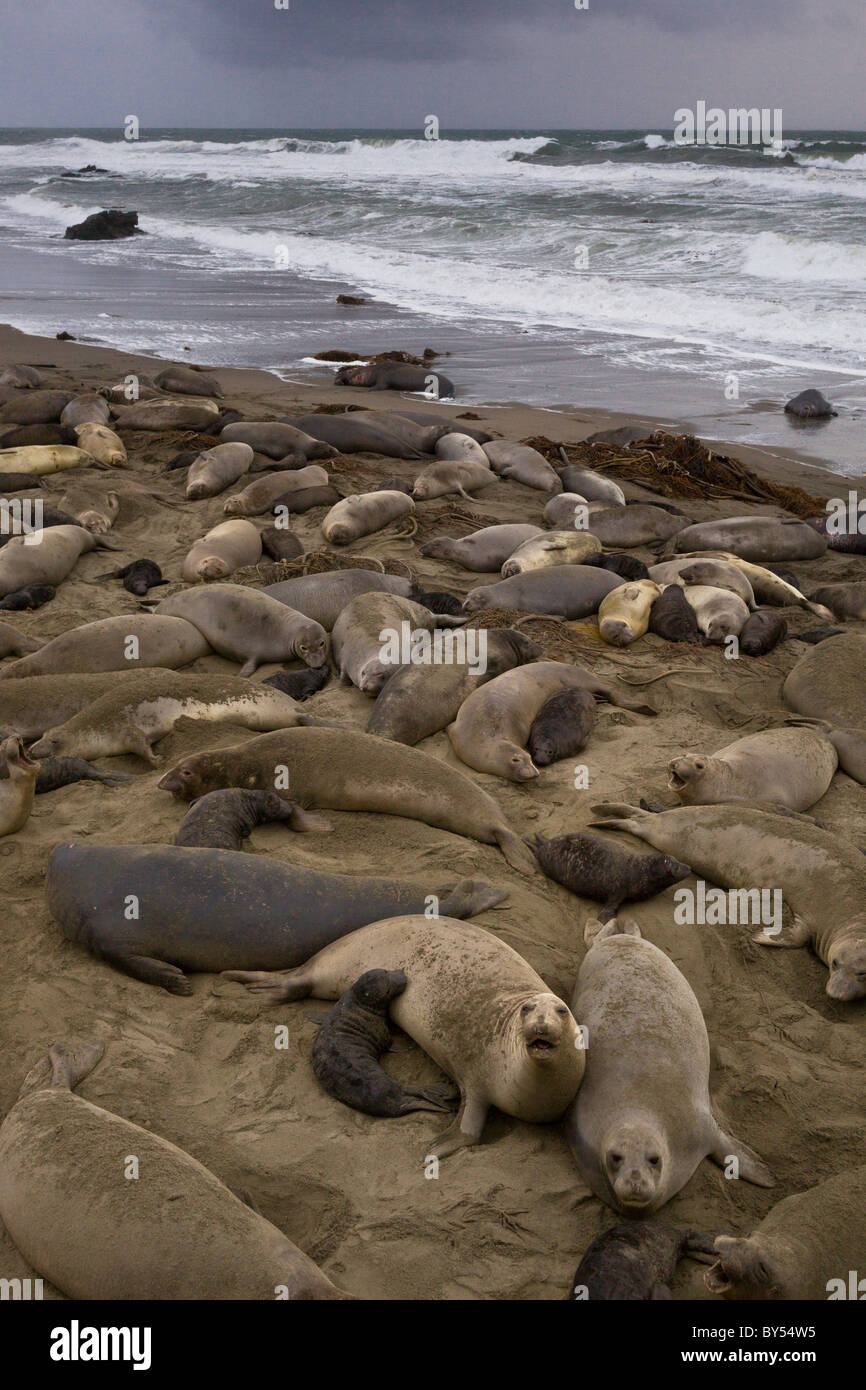 Groupe d'éléphant (Mirounga angustirostris) à la colonie de Piedras Blancas près de San Simeon dans le centre de la Californie. Banque D'Images