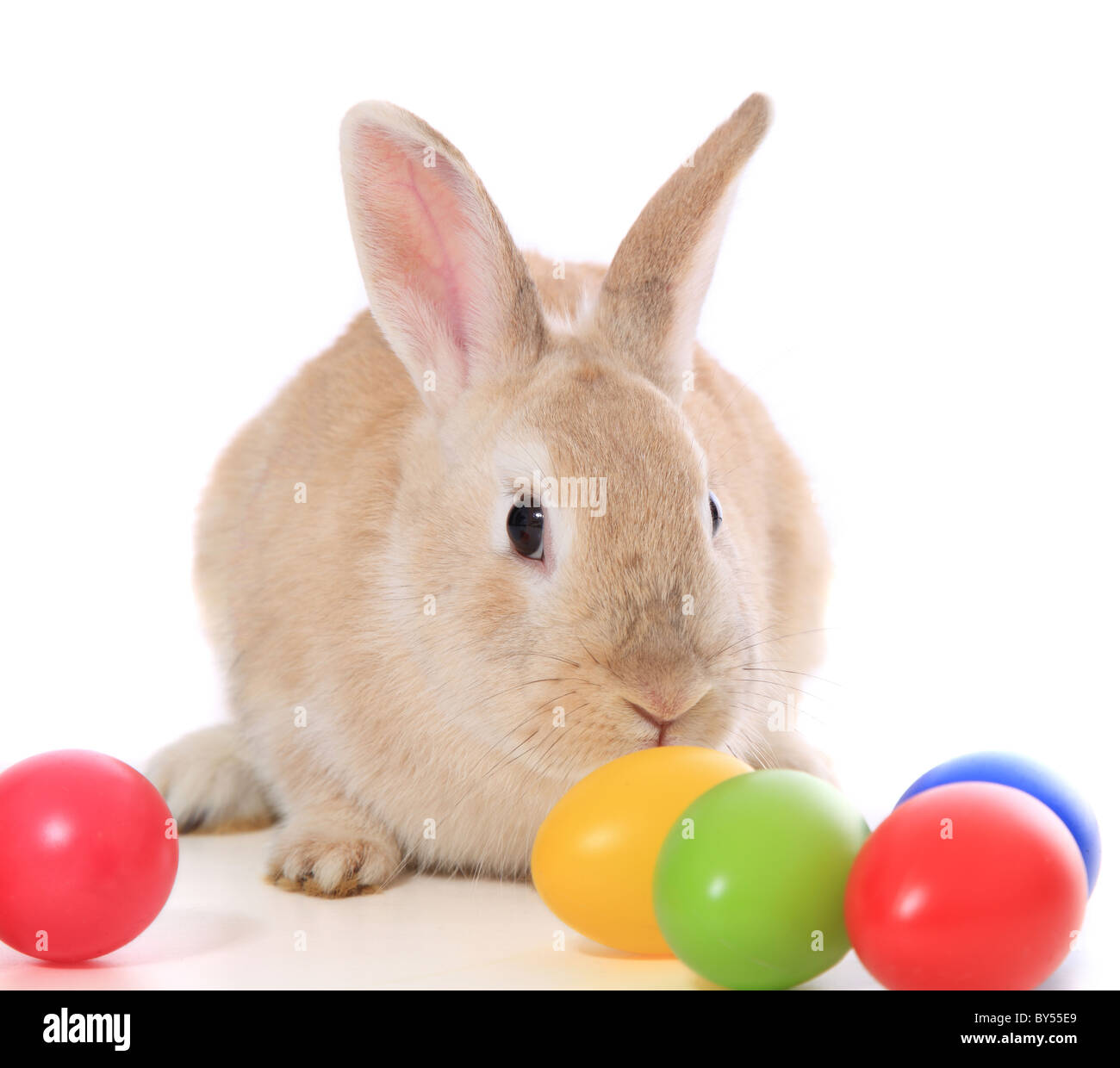 Mignon petit lapin de pâques avec les oeufs colorés. Le tout sur fond blanc. Banque D'Images