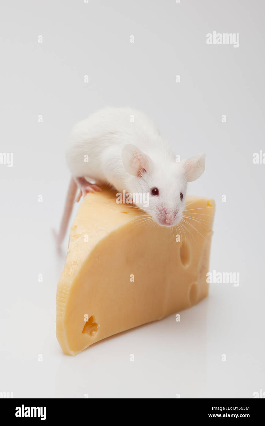 Souris Blanc grimpant sur un morceau de fromage Banque D'Images
