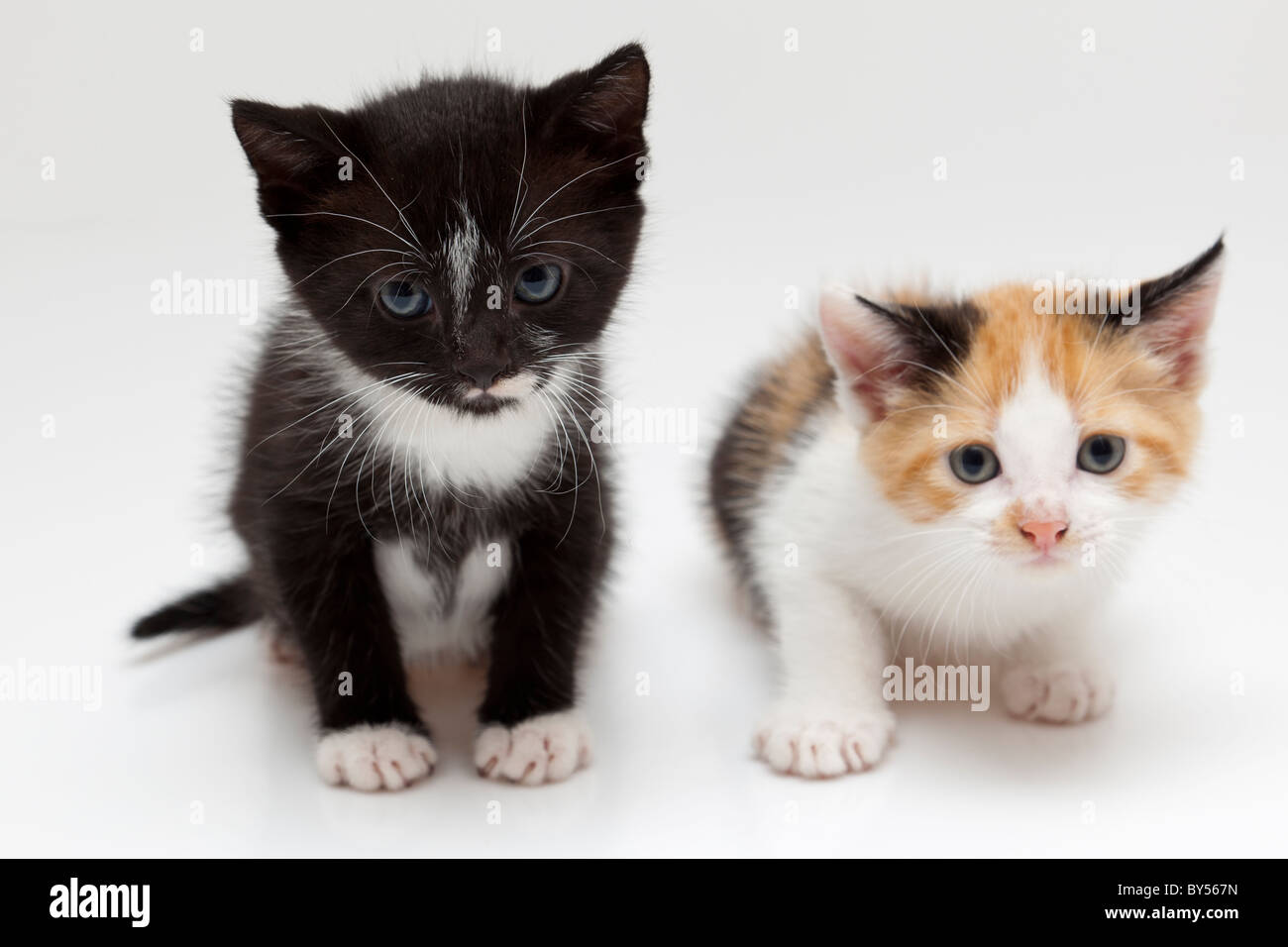 Deux petits chats sur fond blanc. Un chat est noir et une autre couleur de liège Banque D'Images