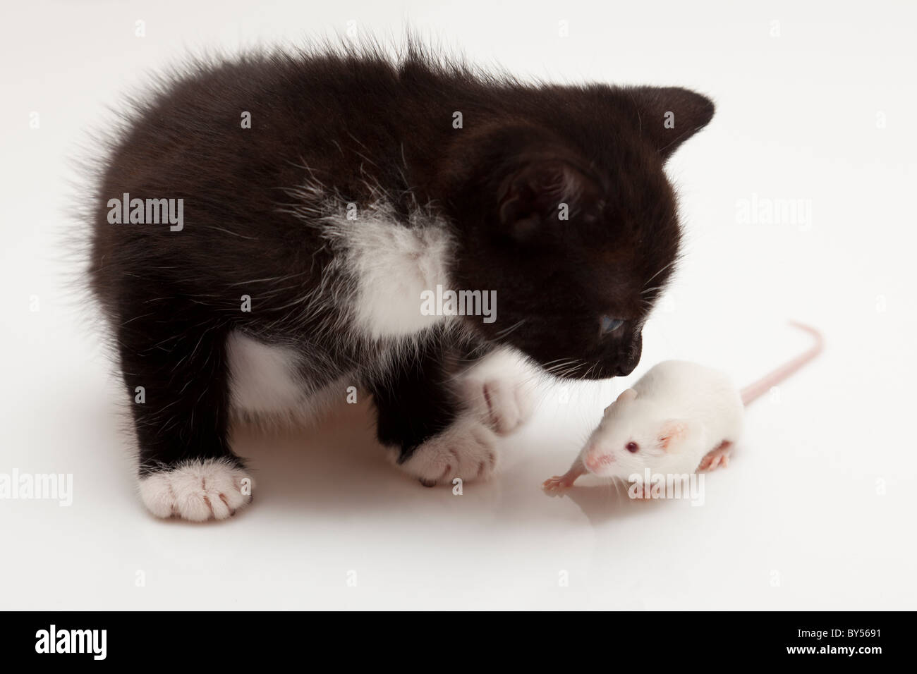 Chat Et Souris Enfant Gris Sur Fond Blanc Photo Stock Alamy