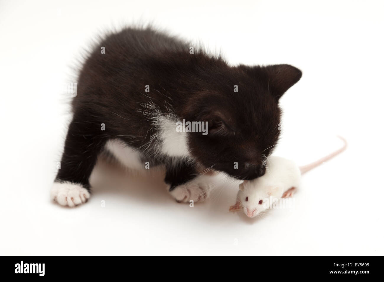 Chat et souris enfant gris sur fond blanc Banque D'Images