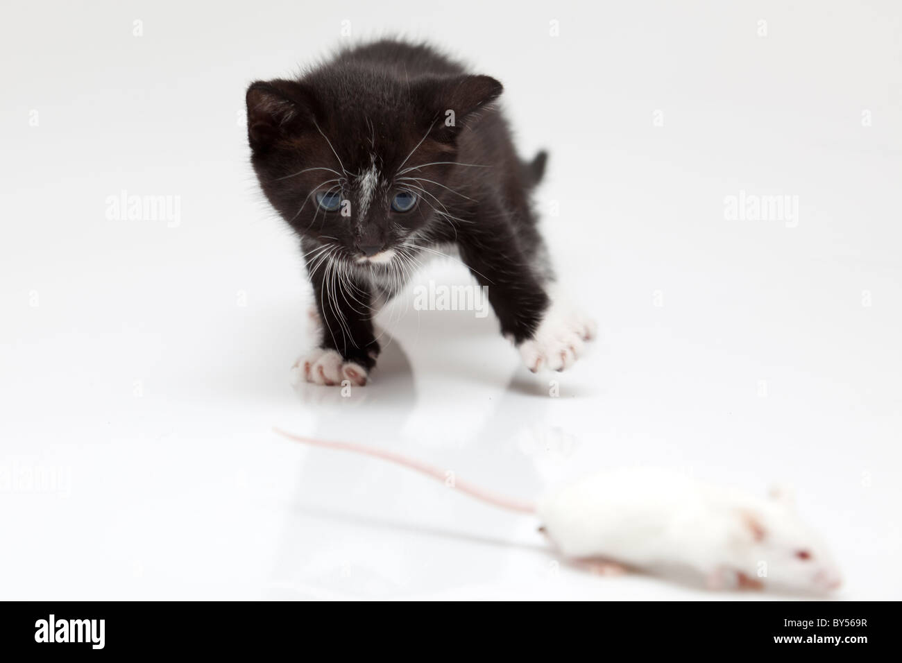 Chat Et Souris Enfant Gris Sur Fond Blanc Photo Stock Alamy