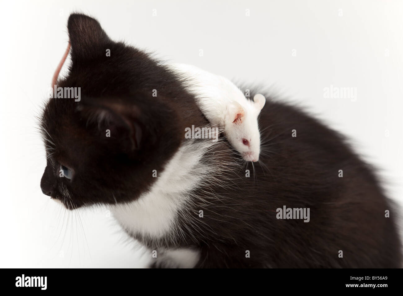 Chat Et Souris Enfant Gris Sur Fond Blanc Photo Stock Alamy