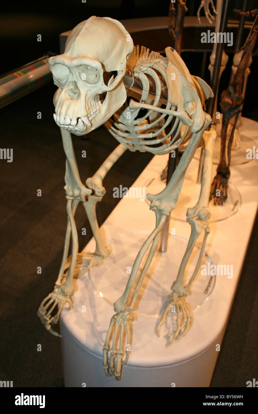 Squelette de chimpanzé Banque D'Images