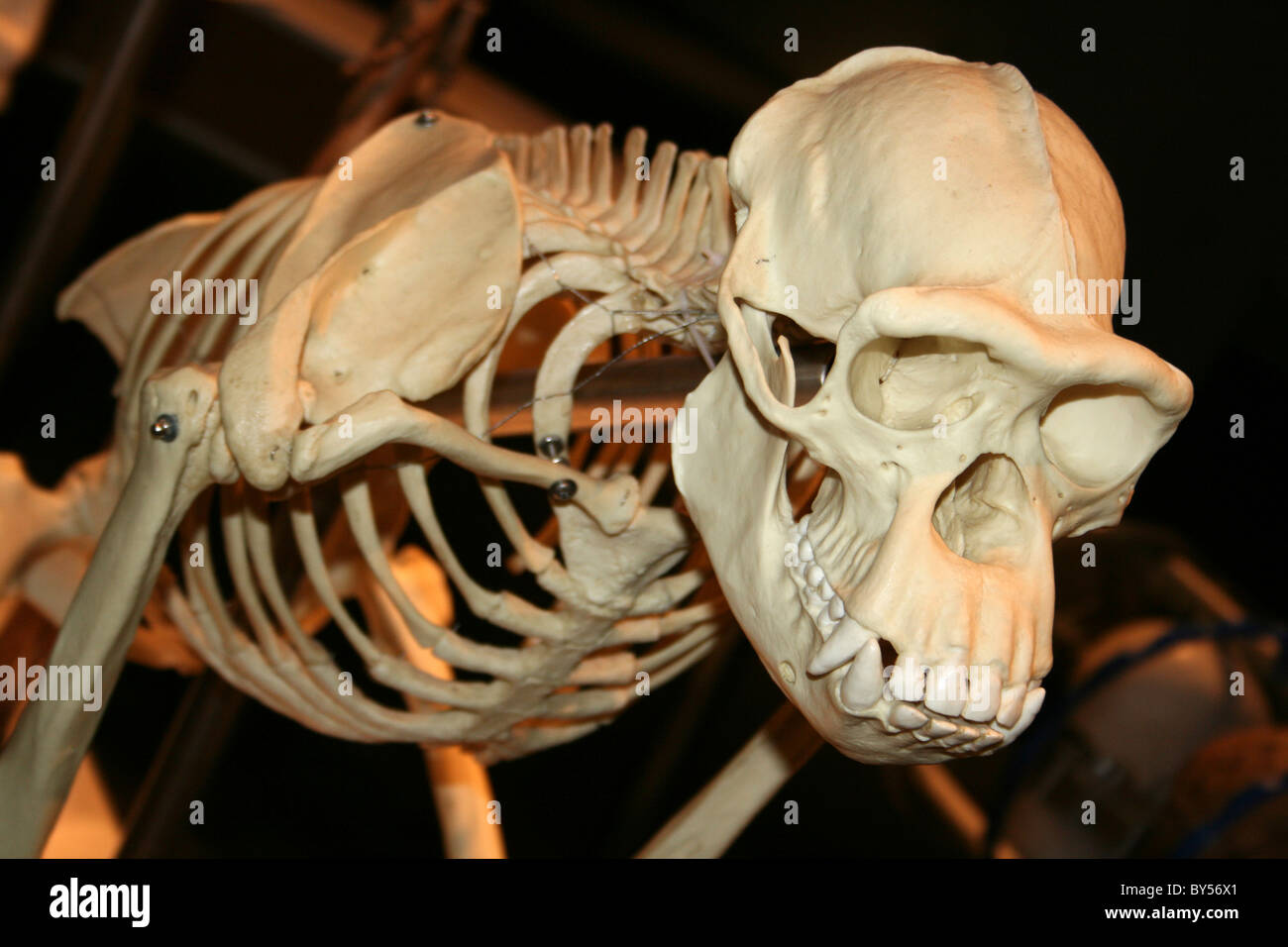 Squelette de chimpanzé Banque D'Images