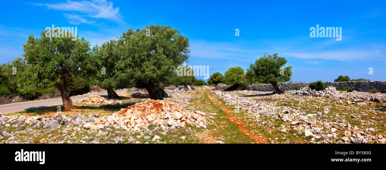 Lunjski Maslinici, vieux oliviers de Lun - l''île de Pag, Croatie Banque D'Images