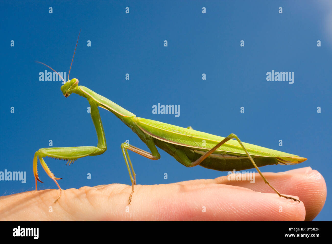 Mantis mante religieuse européenne, (Mantis religiosa, Gryllus religiosa) sur place Banque D'Images