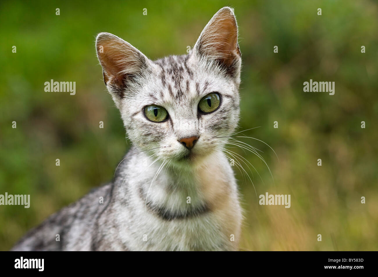 Chat bringé Banque D'Images