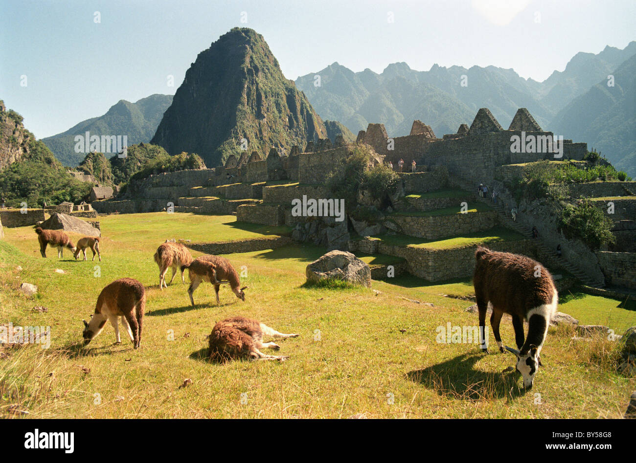 Un troupeau de lamas dans les ruines du Machu Picchu, Pérou, Amérique Latine Banque D'Images