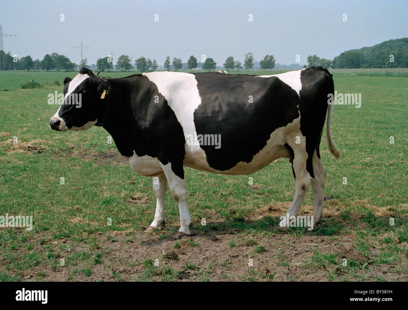 Vache dans un pâturage Banque D'Images