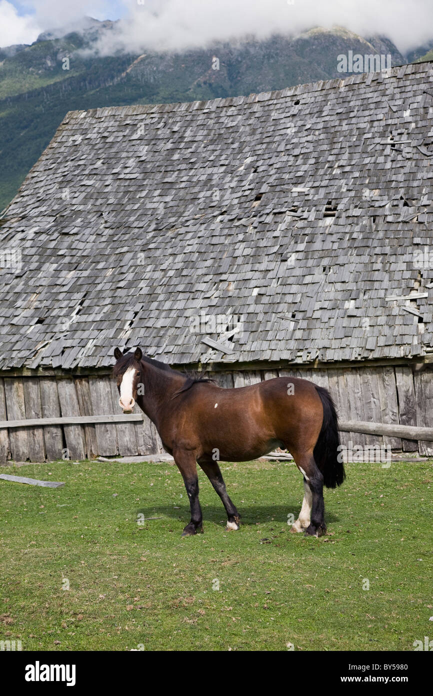 Un cheval dans un champ par une grange Banque D'Images