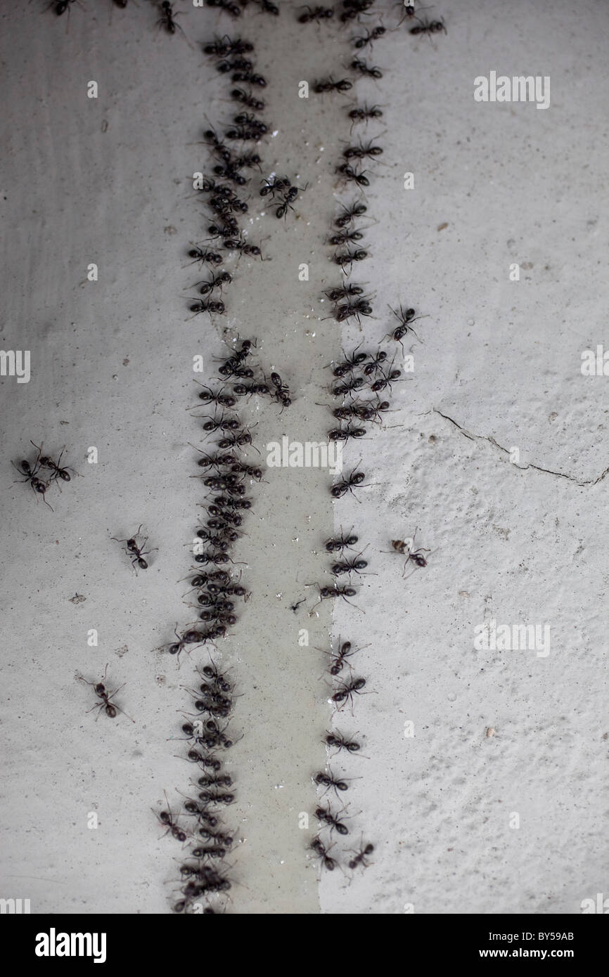 Fourmis Rampant Sur Le Mur Banque De Photographies Et D images Haute fourmis-rampant-sur-le-mur-banque-de-photographies-et-d-images-haute