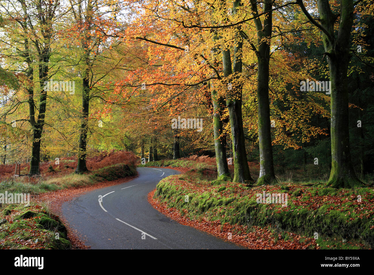 Automne route dans le district d'English Lake près de Grizedale Forest'Esthwaite Water. Les hêtres laisse tourner orange et jaune. Banque D'Images
