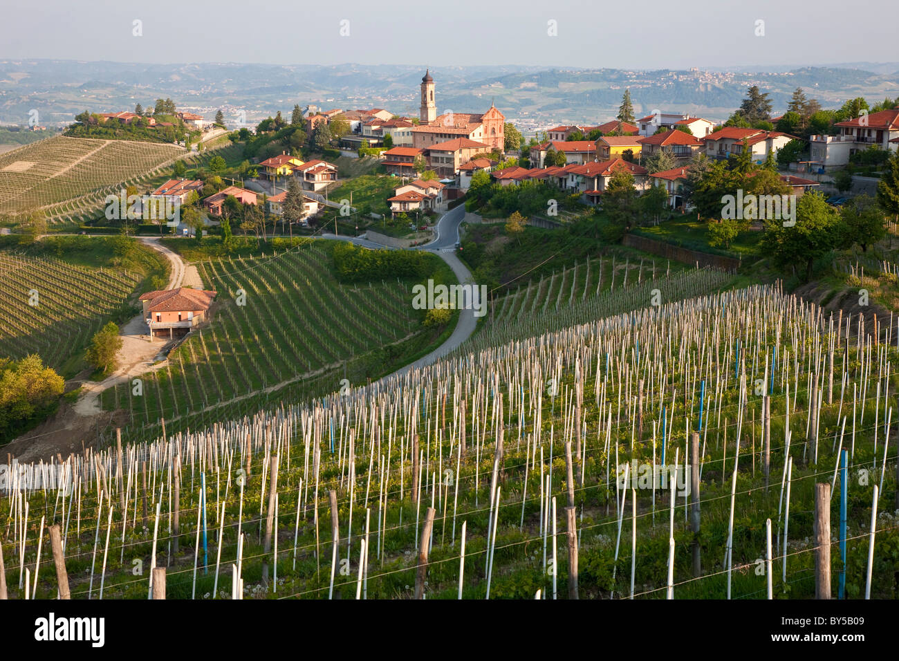 Vignes, Piémont, (ou Piemonte ou Piedmonte), Italie Banque D'Images