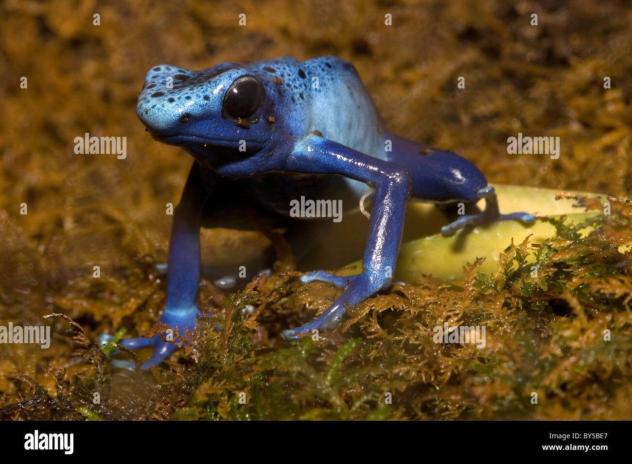 Blue Poison Dart Frog, Dendrobates azureus Banque D'Images